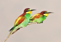 Merops apiaster