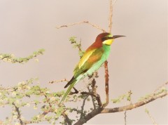 Merops apiaster