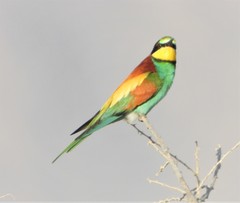 Merops apiaster