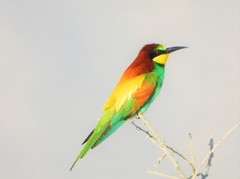 Merops apiaster