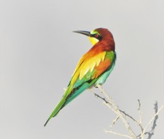 Merops apiaster