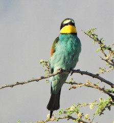 Merops apiaster