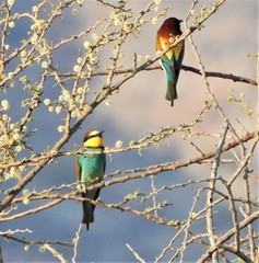 Merops apiaster
