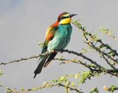 Merops apiaster