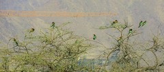Merops apiaster