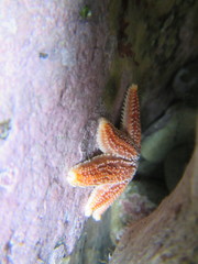 Allostichaster insignis