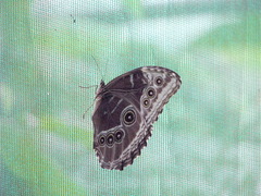 Morpho helenor narcissus