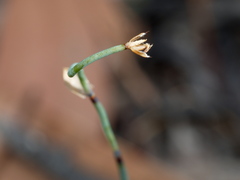 Lepidobolus drapetocoleus