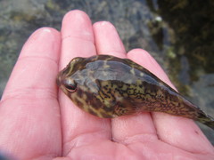 Diplocrepis puniceus