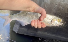Hiodon alosoides