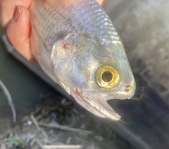 Hiodon alosoides