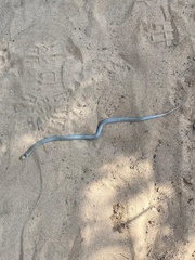 Aparallactus lunulatus