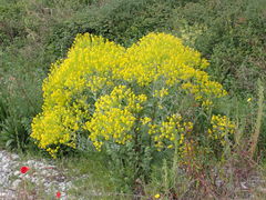 Isatis tinctoria