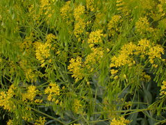 Isatis tinctoria