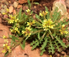 Erysimum incanum