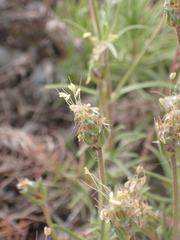 Plantago arenaria