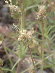 Plantago arenaria