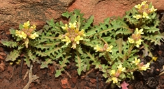 Erysimum incanum