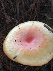 Amanita persicina image