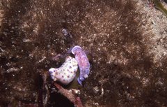 Goniobranchus thompsoni