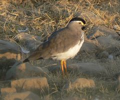 Vanellus melanocephalus