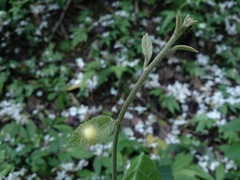 Decaneuropsis gratiosa