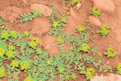 Euphorbia flavicoma
