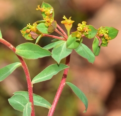 Euphorbia flavicoma