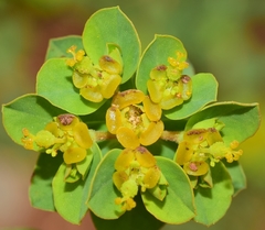 Euphorbia flavicoma