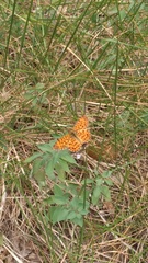 Boloria dia