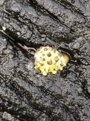 Tenguella marginalba