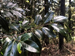 Casearia multinervosa