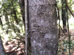 Casearia multinervosa