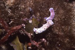 Goniobranchus thompsoni