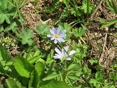 Anemonoides caucasica