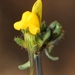 פשתנית קטנת-פרחים - Photo (c) faluke,  זכויות יוצרים חלקיות (CC BY-NC), הועלה על ידי faluke
