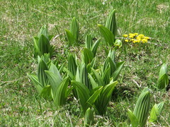 Veratrum lobelianum