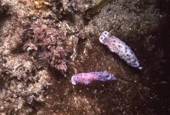 Goniobranchus thompsoni