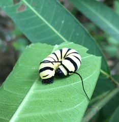 Lycorea halia atergatis
