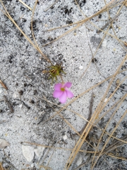 Oxalis polyphylla pentaphylla