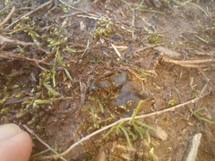 Nostocaceae