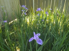 Irideae