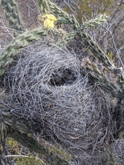 Campylorhynchus brunneicapillus