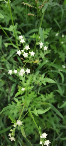 Parthenium hysterophorus image