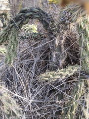 Campylorhynchus brunneicapillus