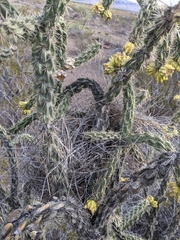 Campylorhynchus brunneicapillus