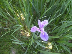 Irideae