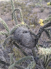 Campylorhynchus brunneicapillus