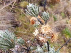 Linochilus rupestris