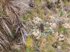 Linochilus rupestris